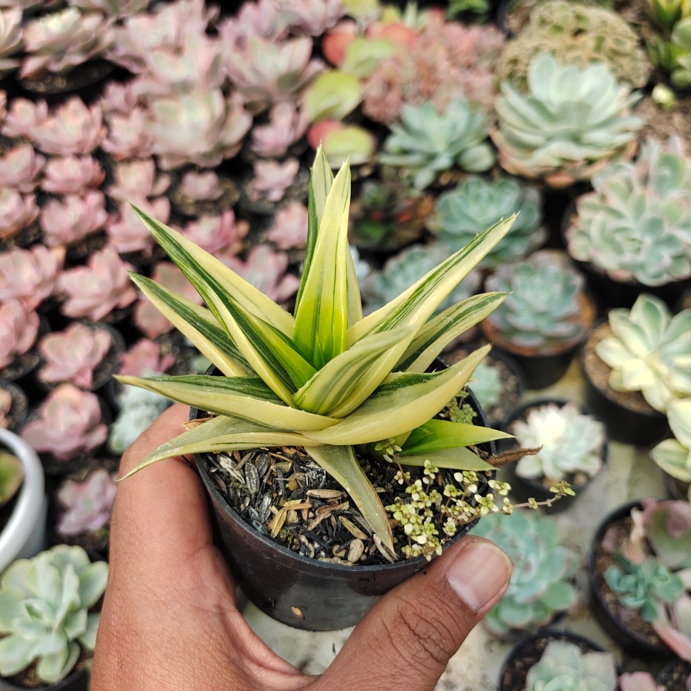 422. Haworthia Pentagona Variegated - Image 14