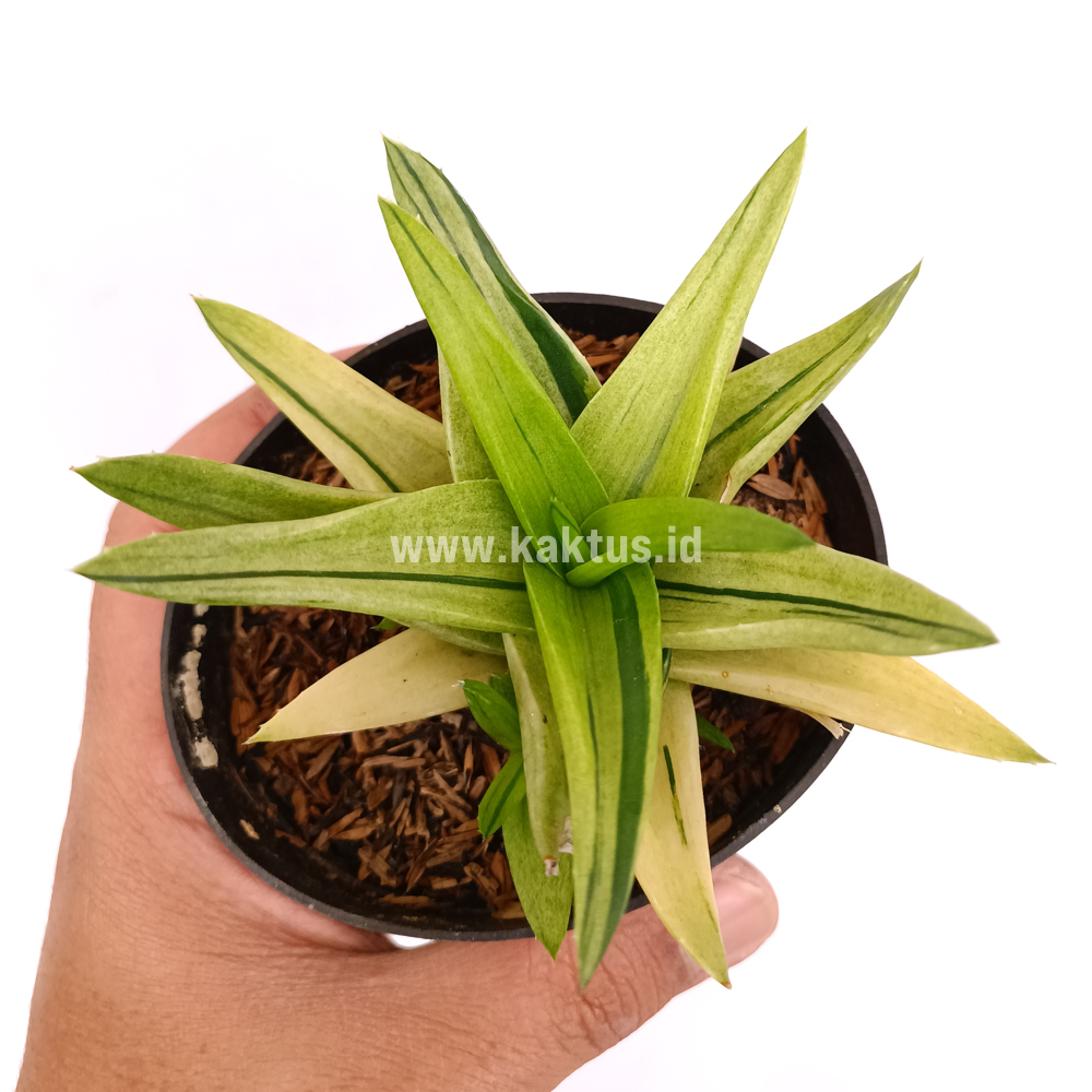 422. Haworthia Pentagona Variegated - Image 18