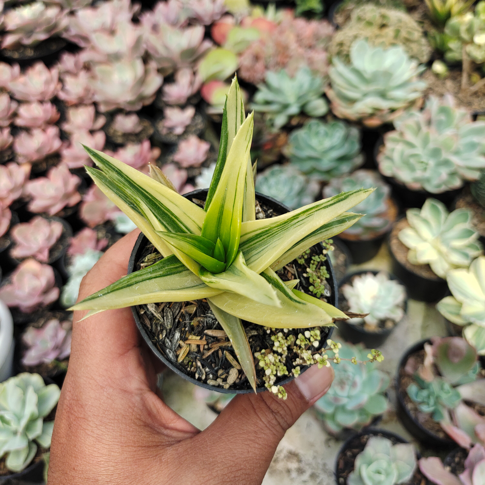422. Haworthia Pentagona Variegated - Image 15