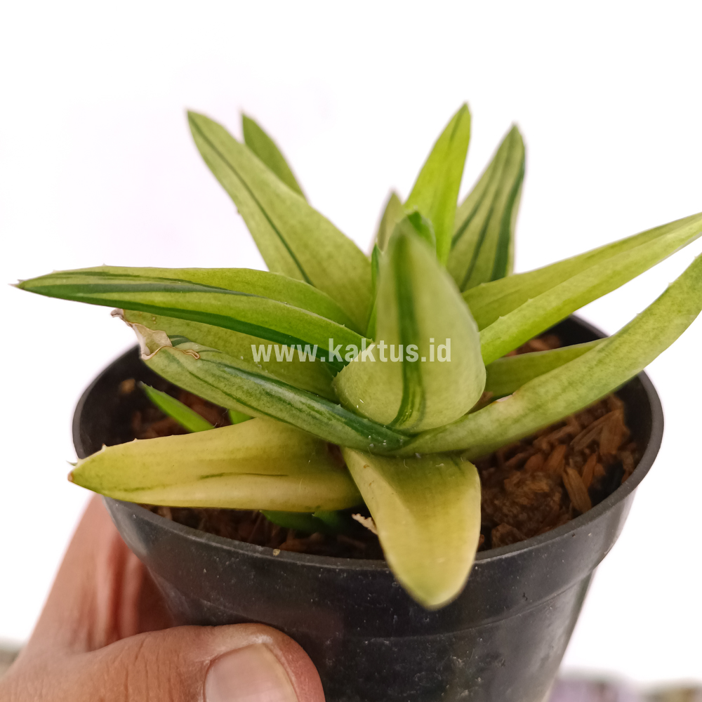 422. Haworthia Pentagona Variegated - Image 5