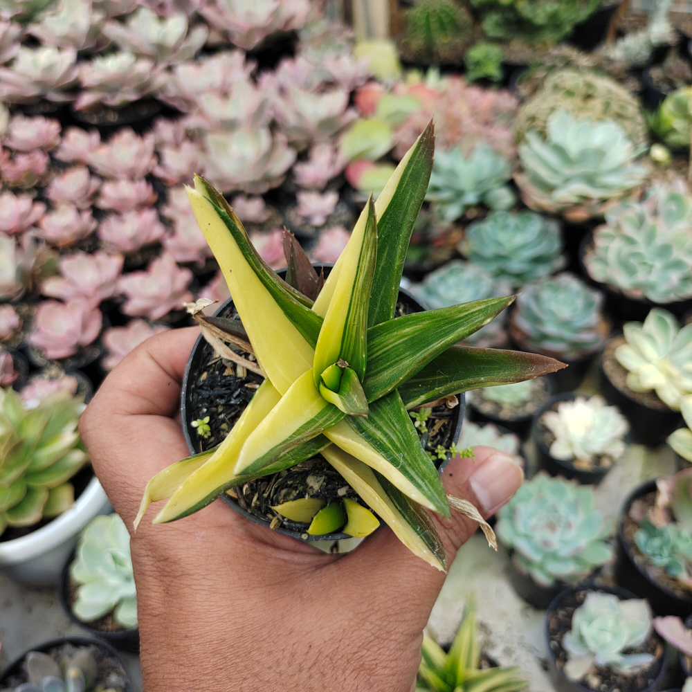 422. Haworthia Pentagona Variegated - Image 16