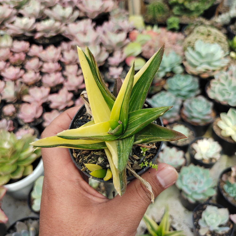 422. Haworthia Pentagona Variegated - Image 4