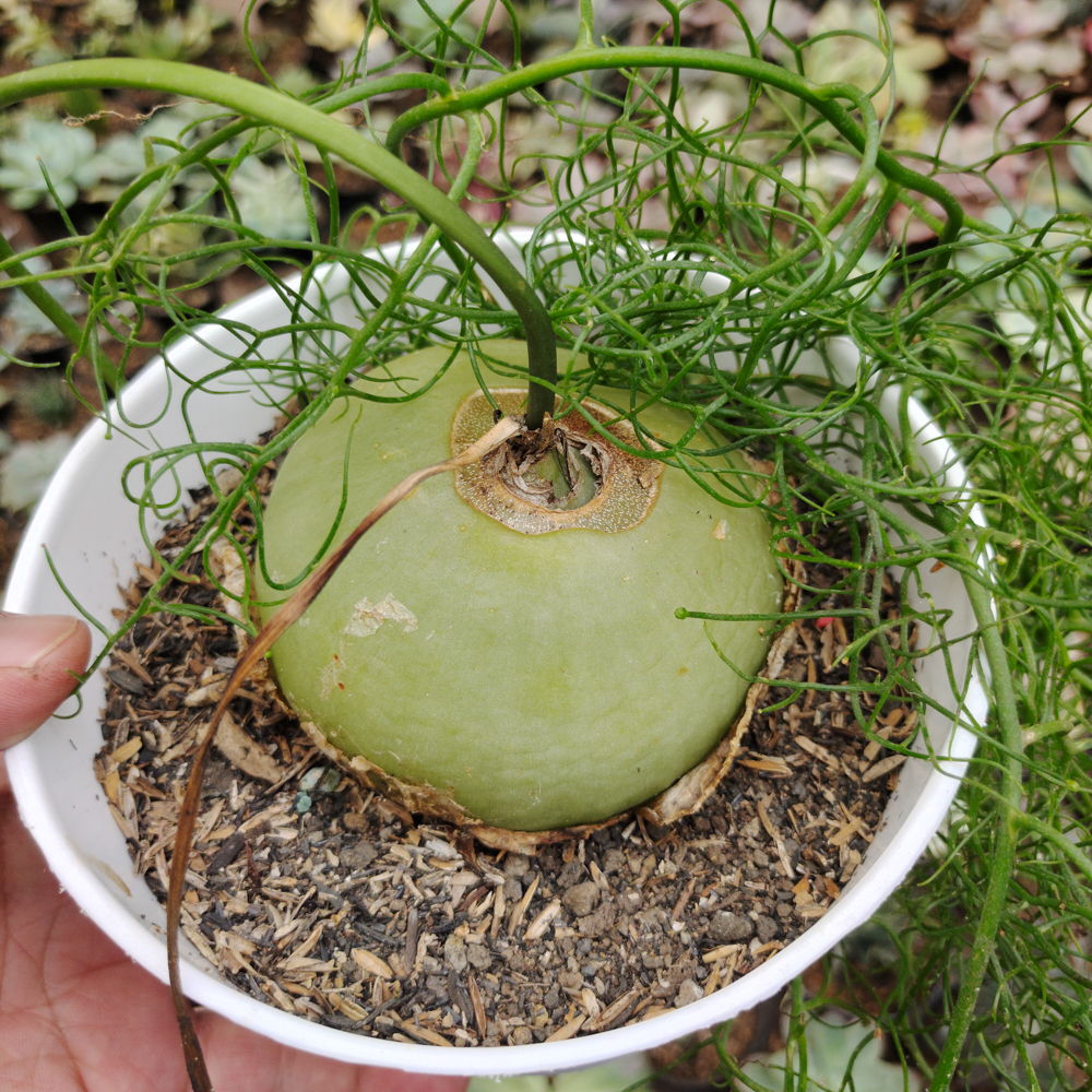 425. Bowiea Volubilis 'Sea Onion' - Climbing Onion - Image 2