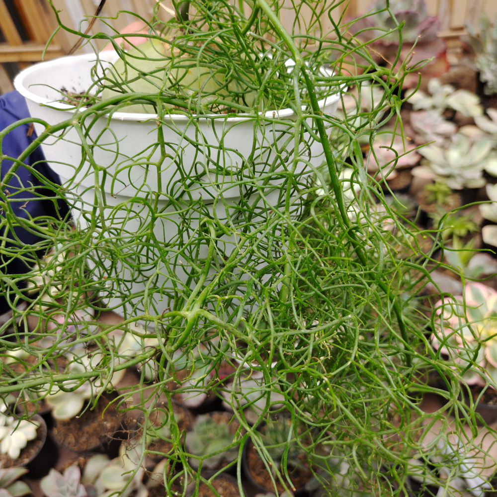 425. Bowiea Volubilis 'Sea Onion' - Climbing Onion - Image 3