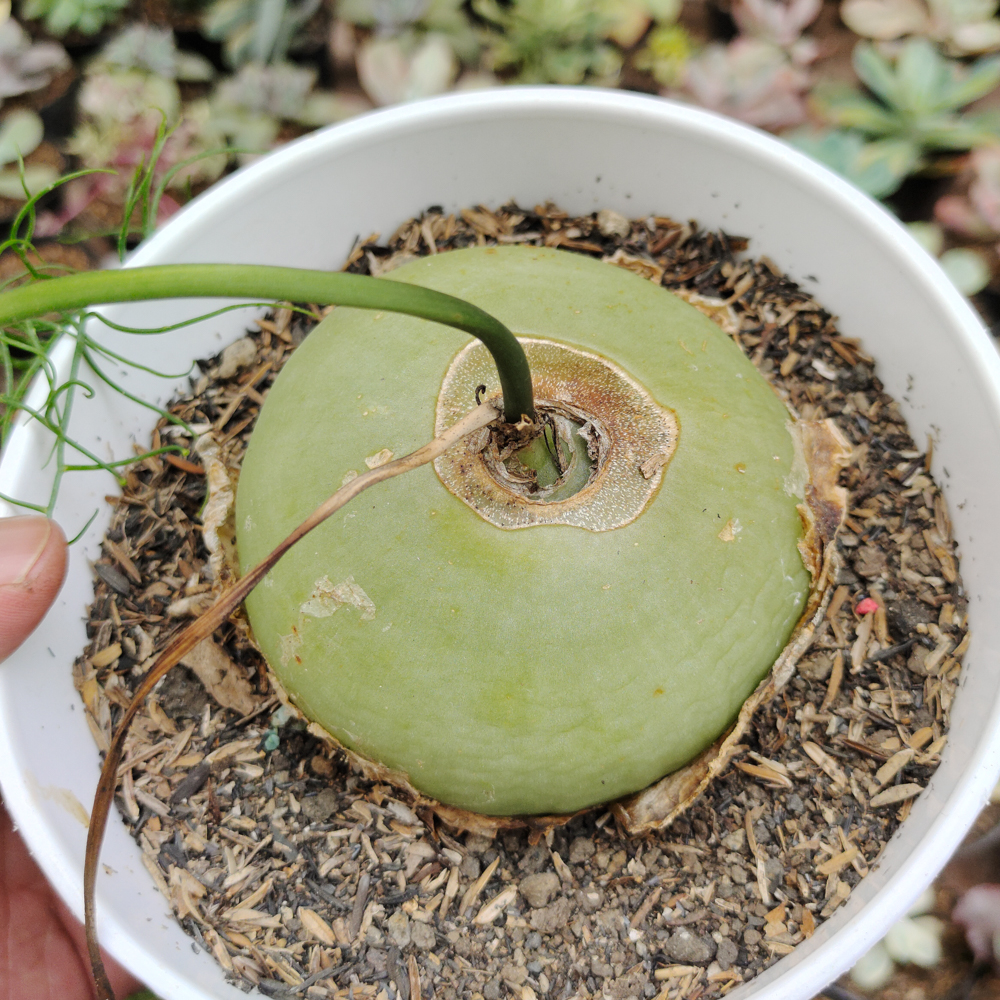 425. Bowiea Volubilis 'Sea Onion' - Climbing Onion - Image 5
