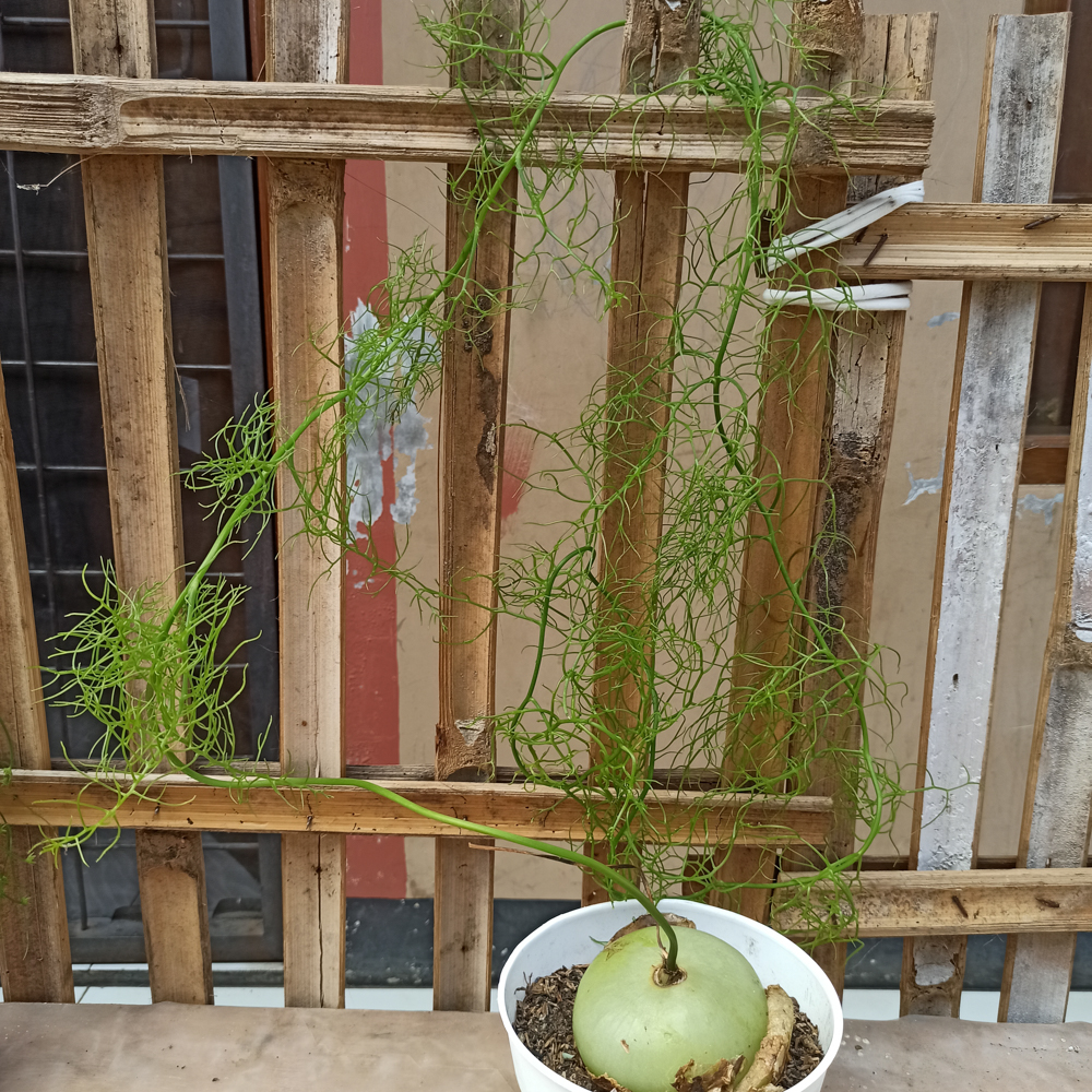 425. Bowiea Volubilis 'Sea Onion' - Climbing Onion - Image 8