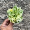 426. Haworthia Cymbiformis Hybrid Aurea Variegated