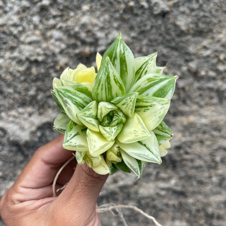 426. Haworthia Cymbiformis Hybrid Aurea Variegated