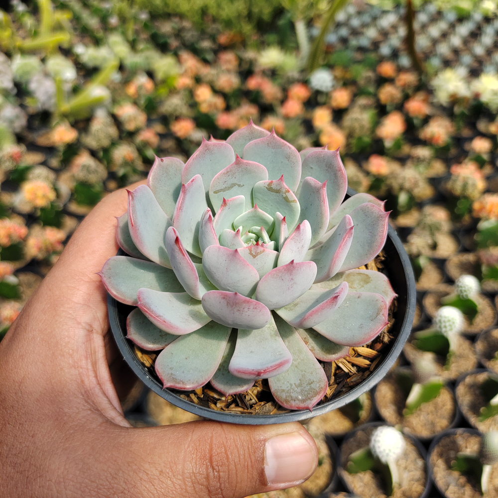 429. Echeveria Tuxpanensis - Image 3