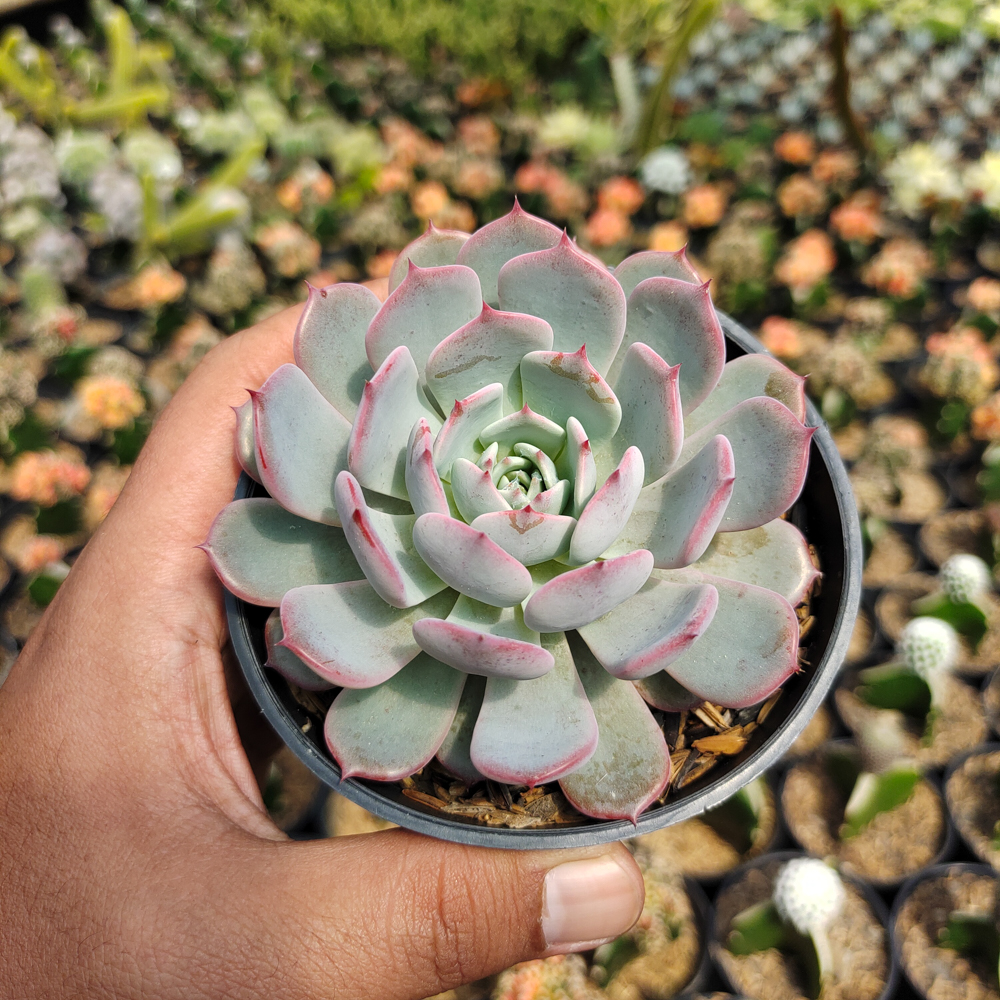 429. Echeveria Tuxpanensis - Image 4