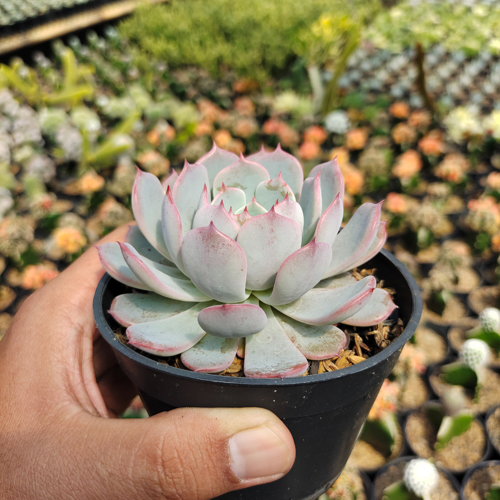 429. Echeveria Tuxpanensis - Image 6