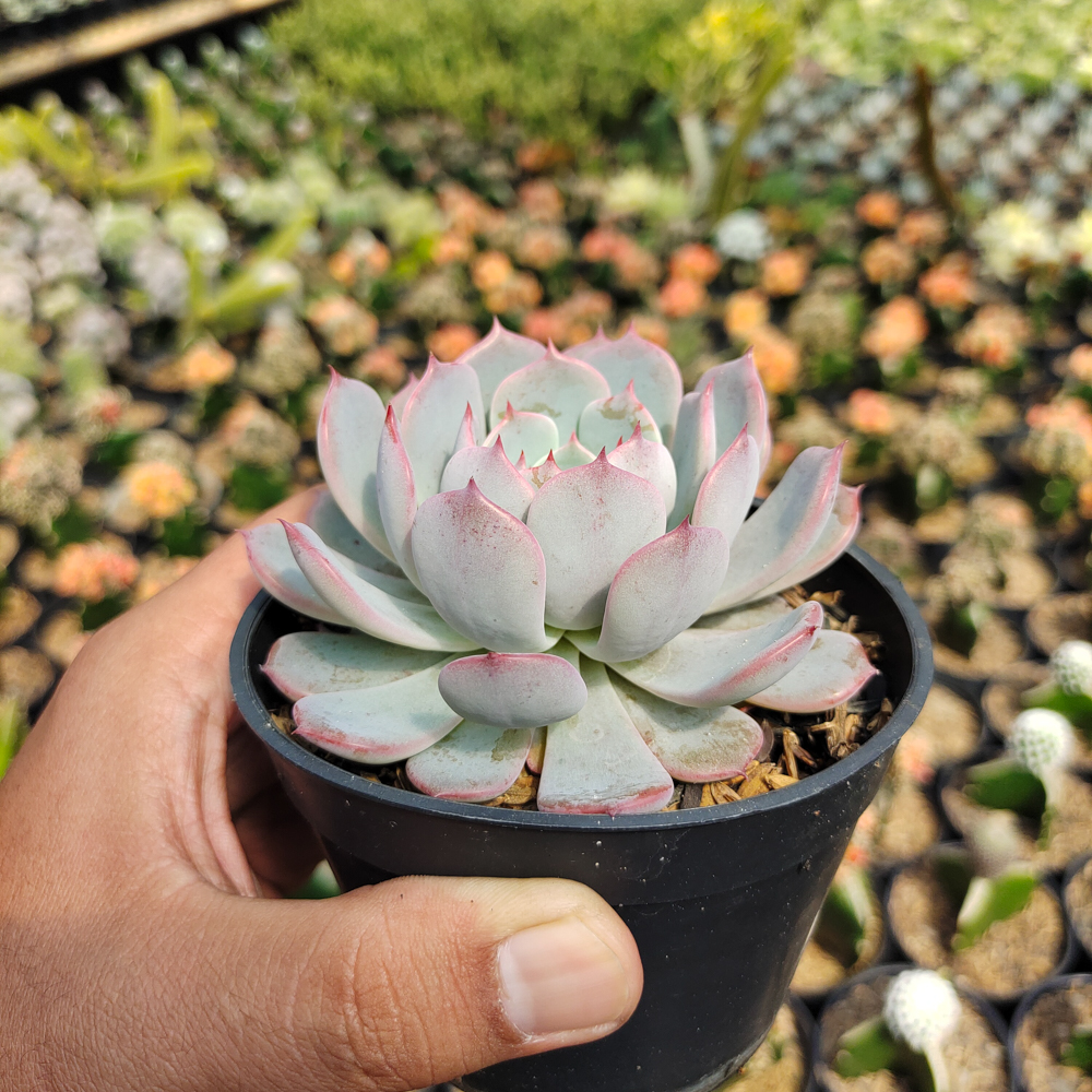 429. Echeveria Tuxpanensis - Image 2