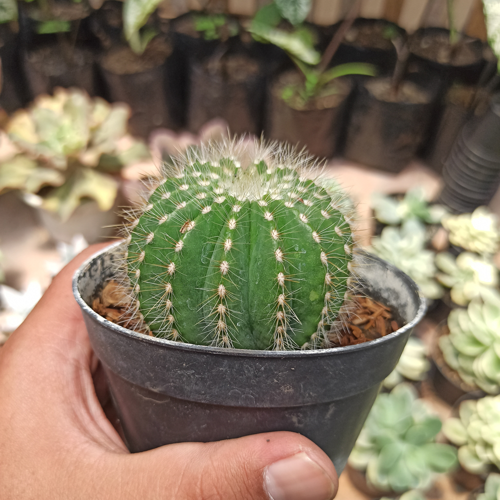 430. Notocactus Magnificus 'Balloon Cactus' - Image 4