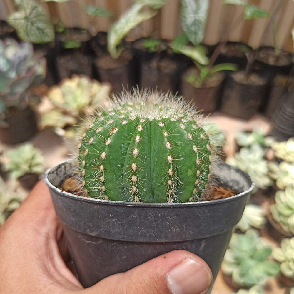 430. Notocactus Magnificus 'Balloon Cactus' - Image 6