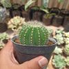 430. Notocactus Magnificus 'Balloon Cactus'