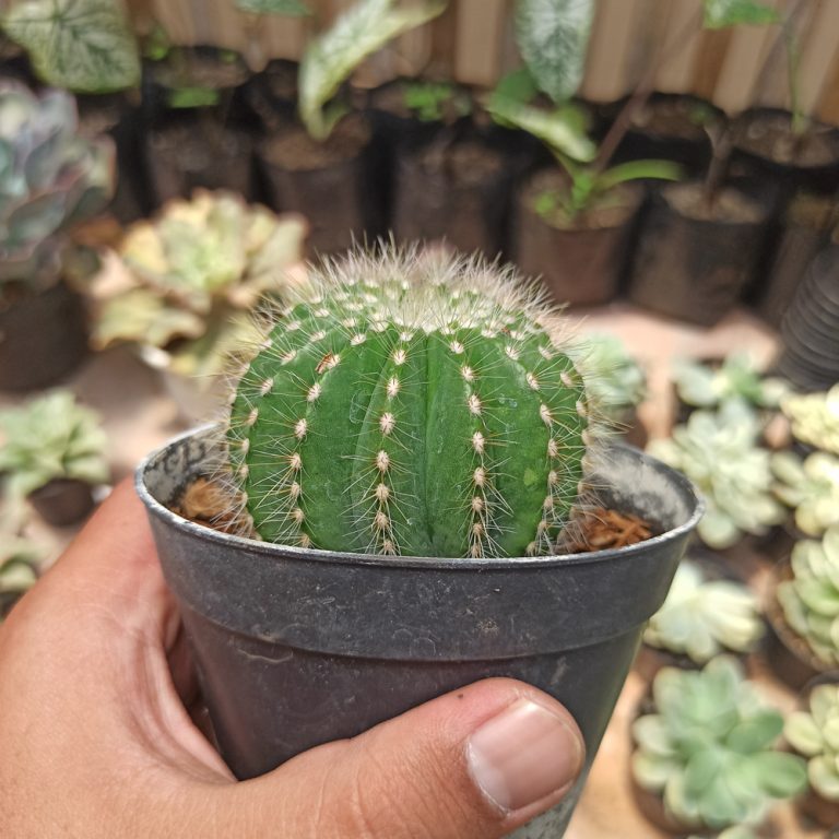 430. Notocactus Magnificus 'Balloon Cactus'