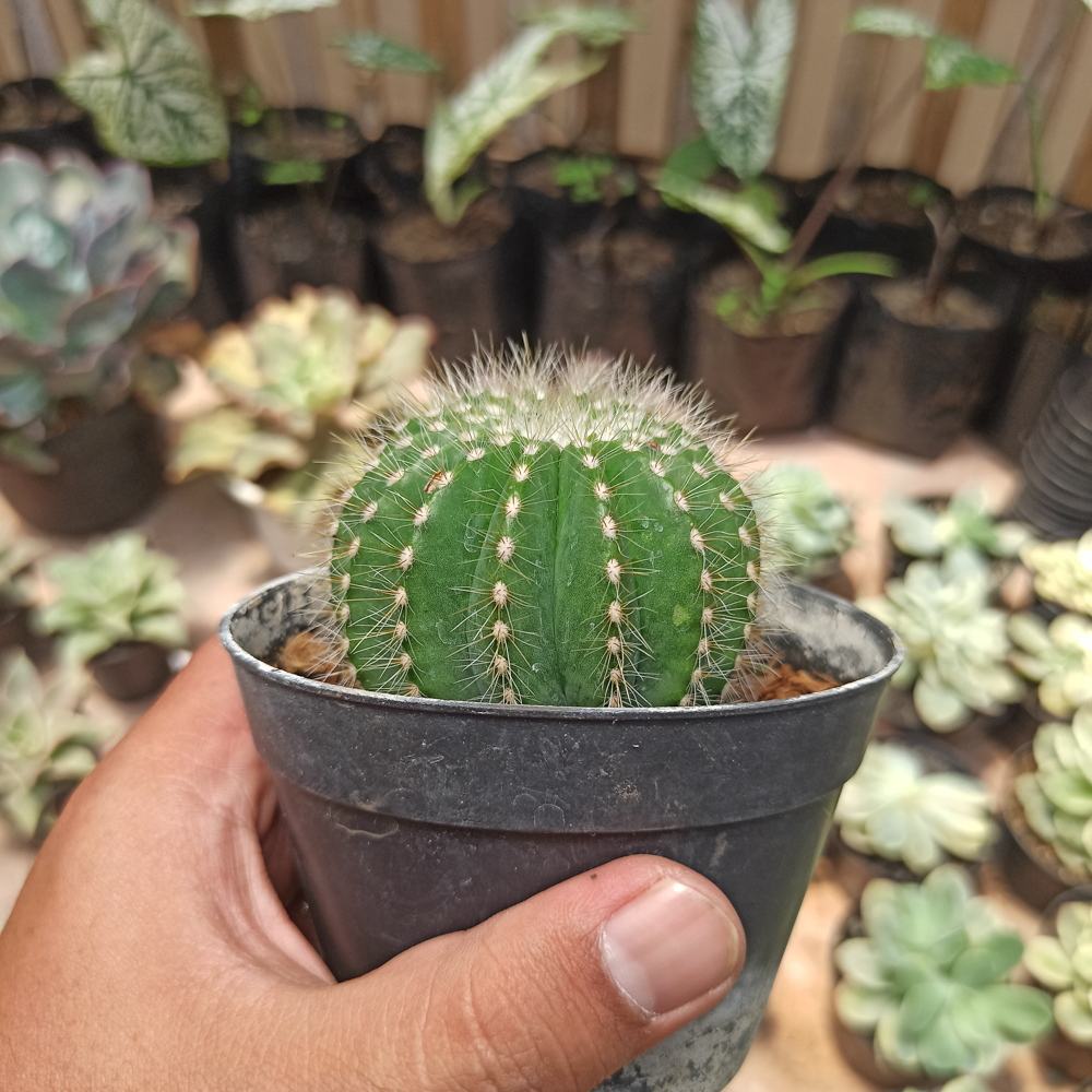 430. Notocactus Magnificus 'Balloon Cactus' - Image 2