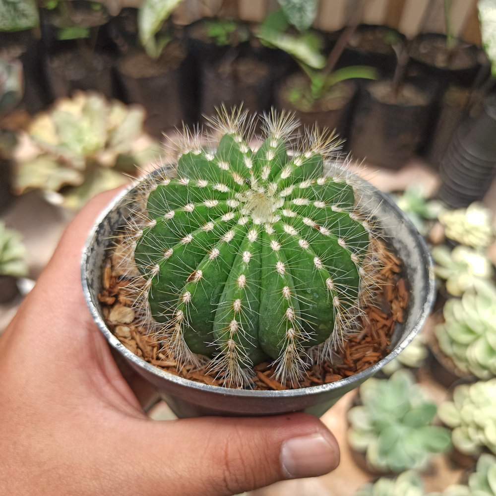 430. Notocactus Magnificus 'Balloon Cactus' - Image 3