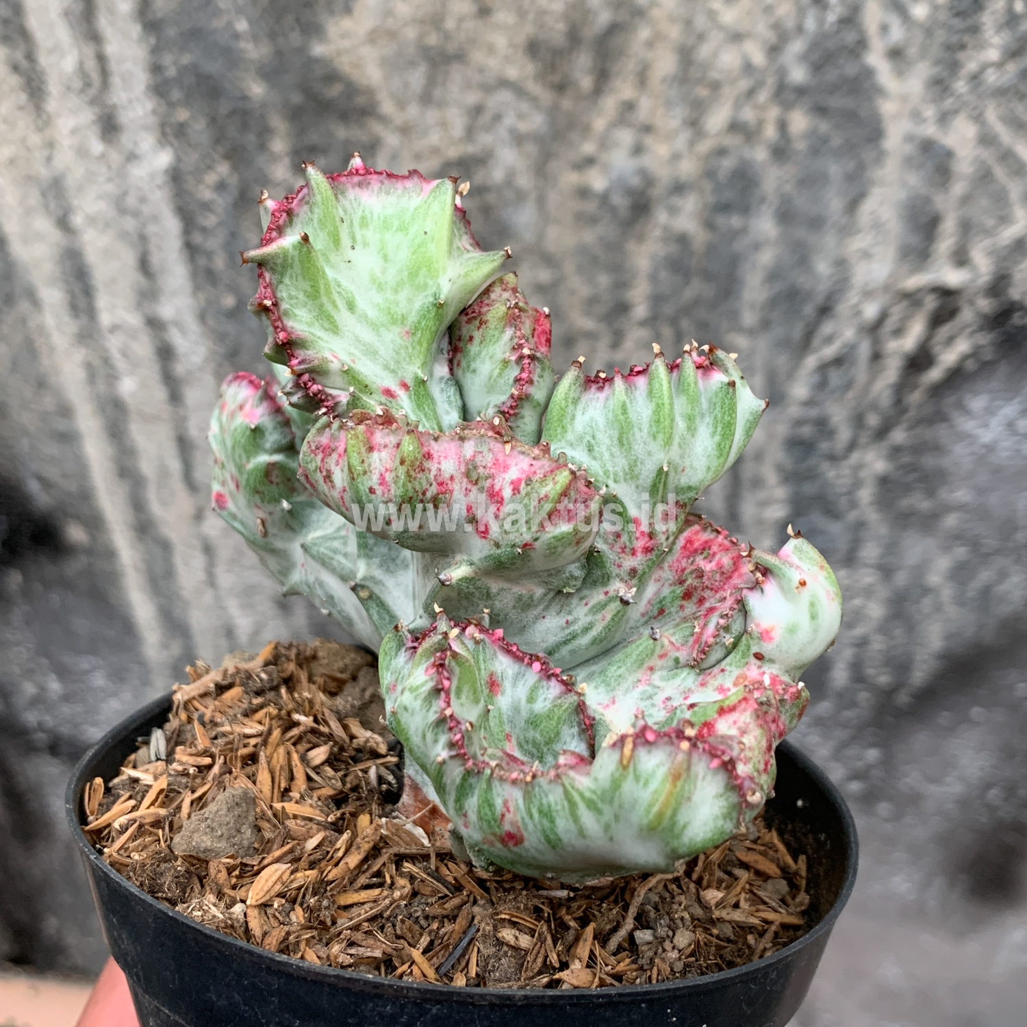 432. Euphorbia White Lactea Cristata Mutation - Image 7