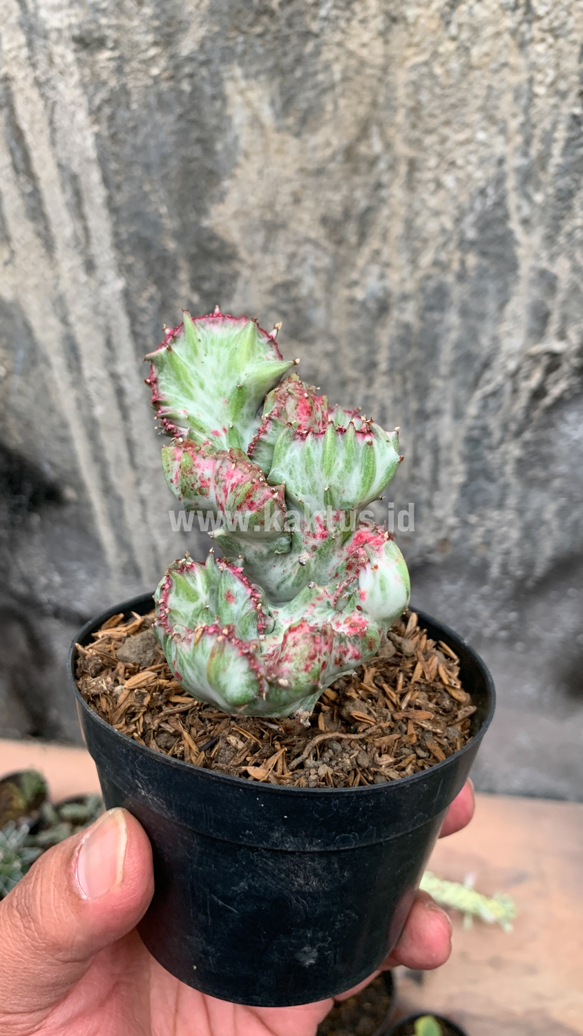 432. Euphorbia White Lactea Cristata Mutation - Image 14