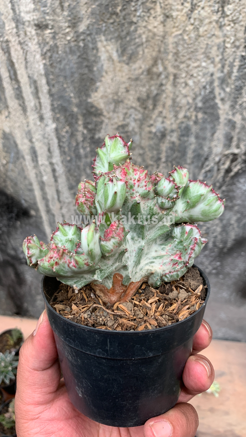 432. Euphorbia White Lactea Cristata Mutation - Image 11