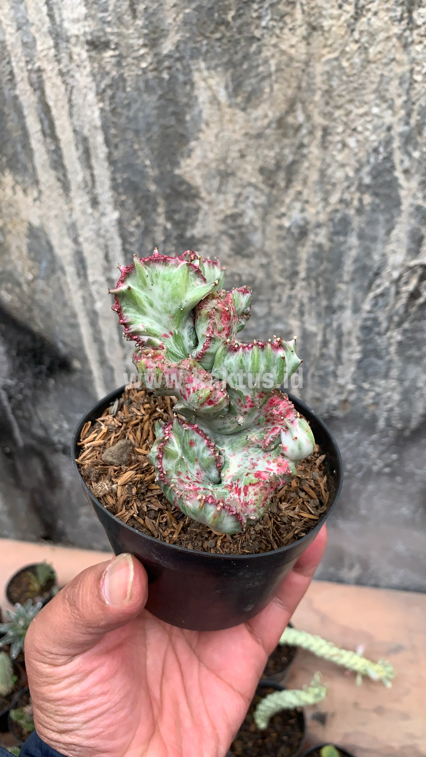 432. Euphorbia White Lactea Cristata Mutation - Image 8
