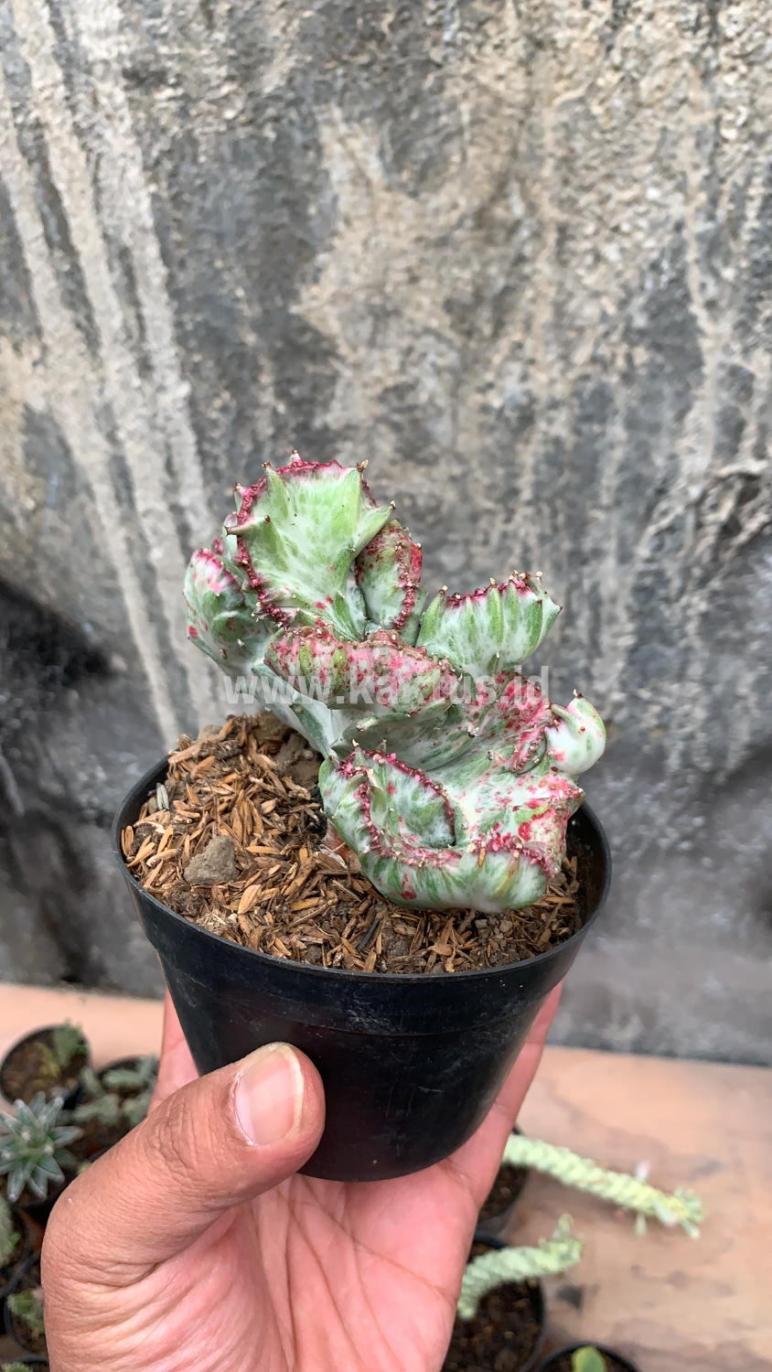 432. Euphorbia White Lactea Cristata Mutation - Image 4