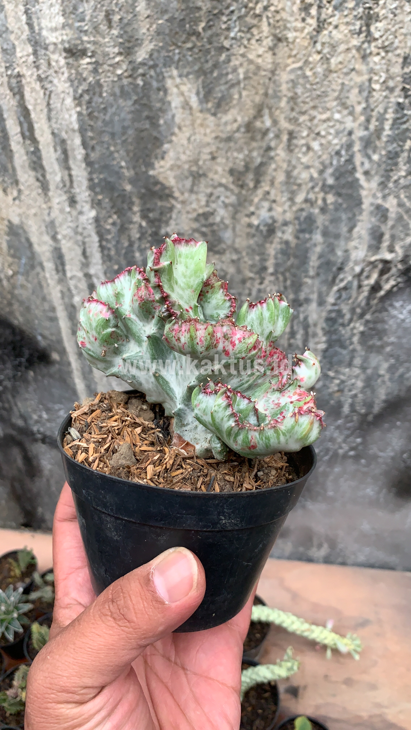 432. Euphorbia White Lactea Cristata Mutation - Image 13