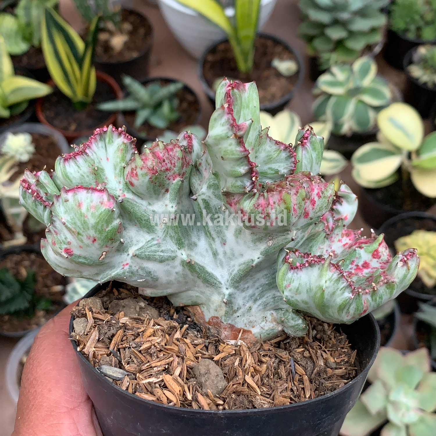 432. Euphorbia White Lactea Cristata Mutation - Image 10