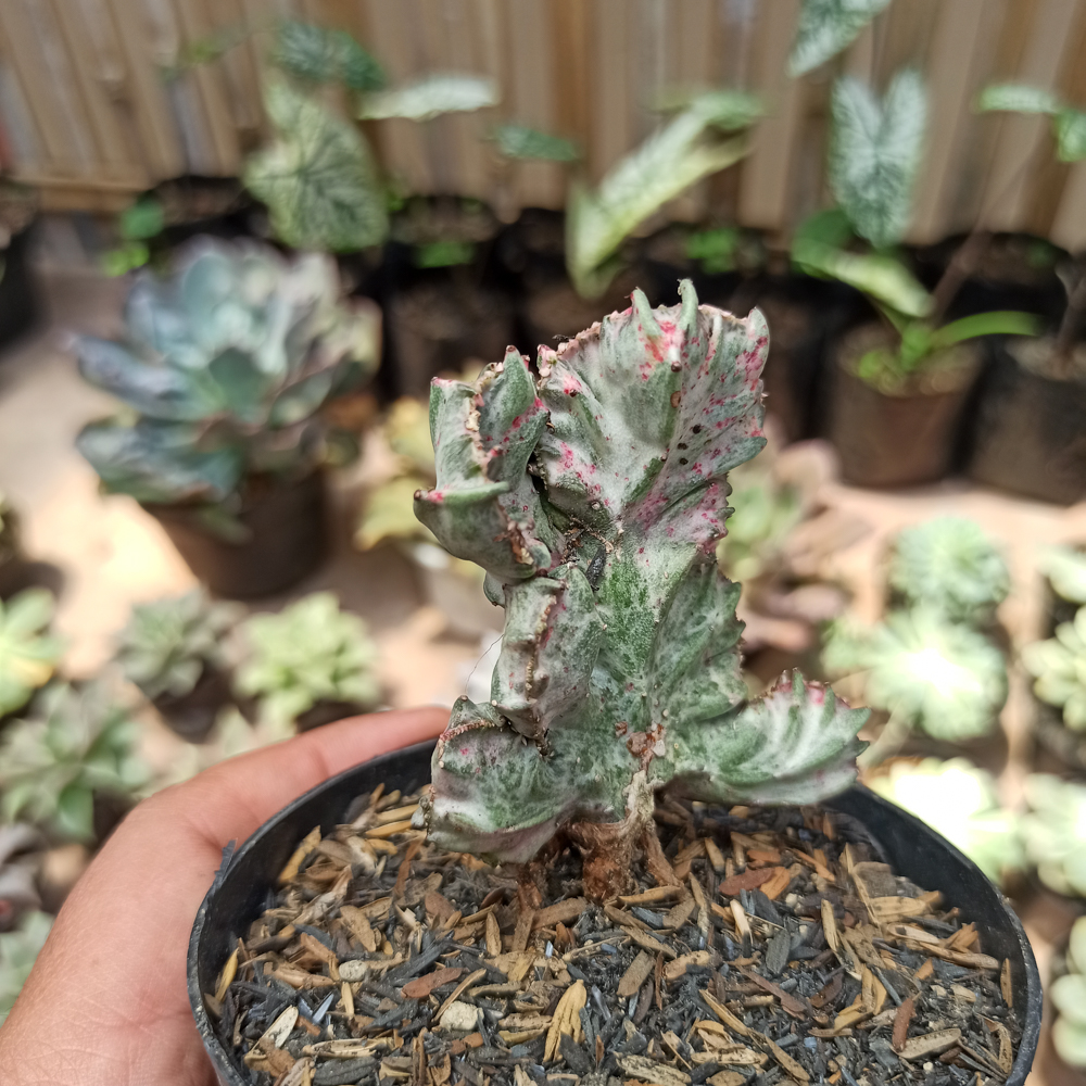 432. Euphorbia White Lactea Cristata Mutation - Image 6