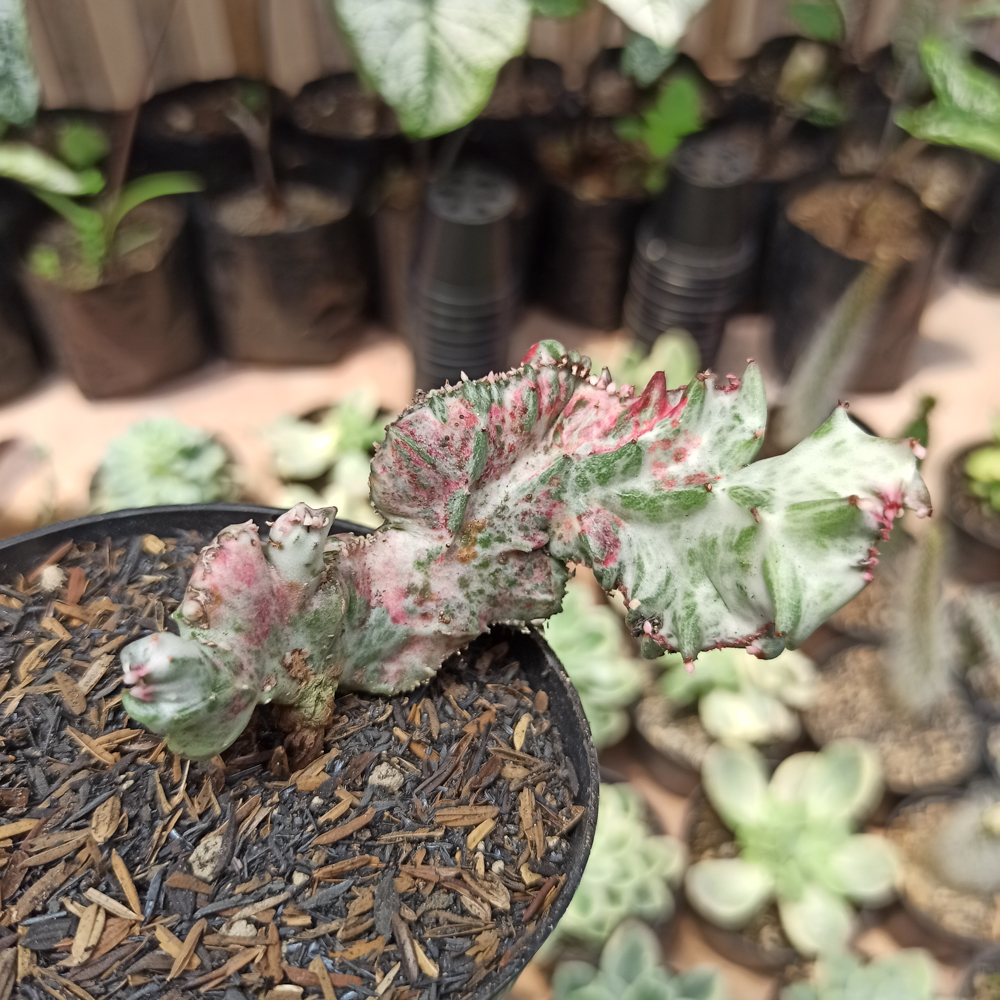 432. Euphorbia White Lactea Cristata Mutation - Image 9
