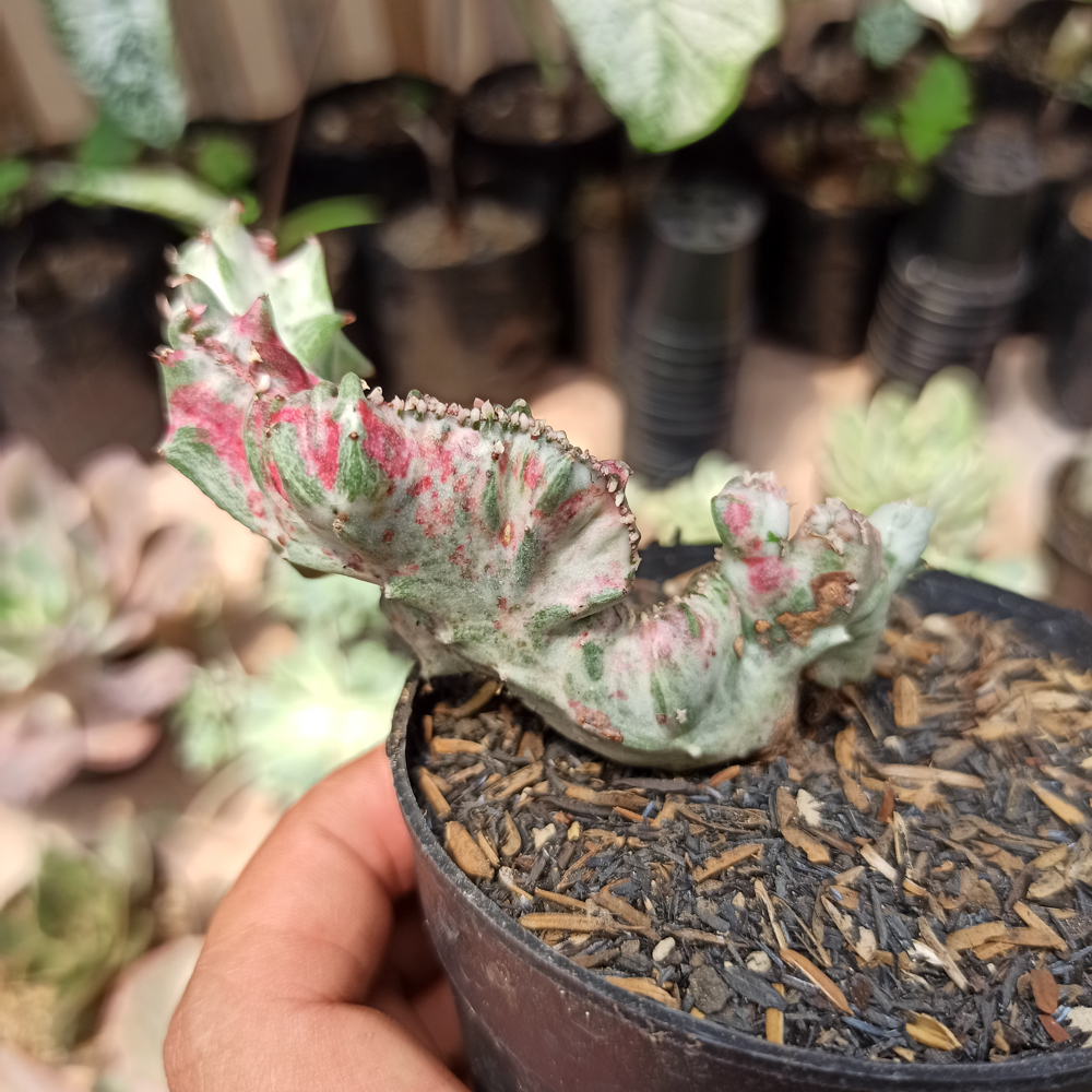 432. Euphorbia White Lactea Cristata Mutation - Image 2