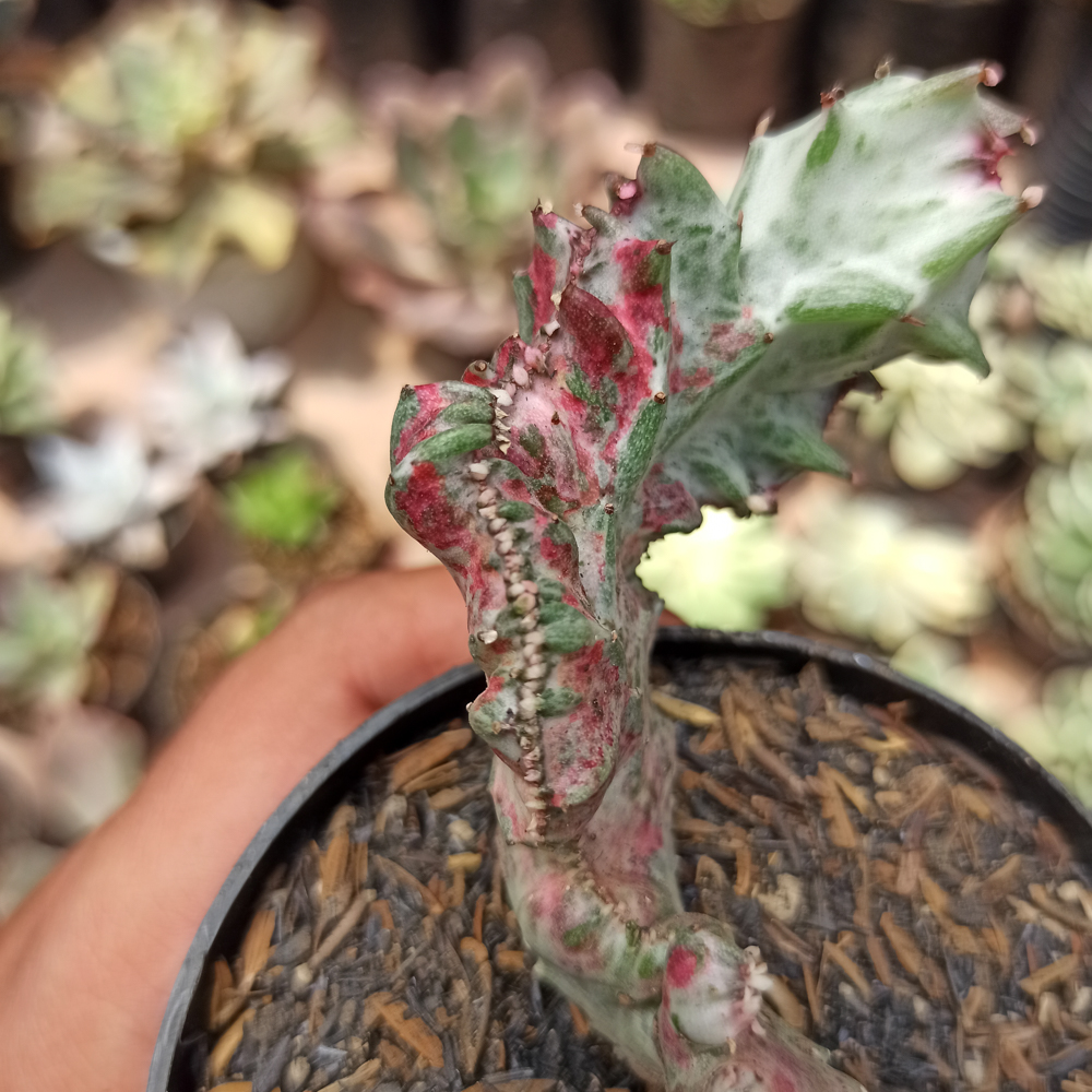 432. Euphorbia White Lactea Cristata Mutation - Image 12
