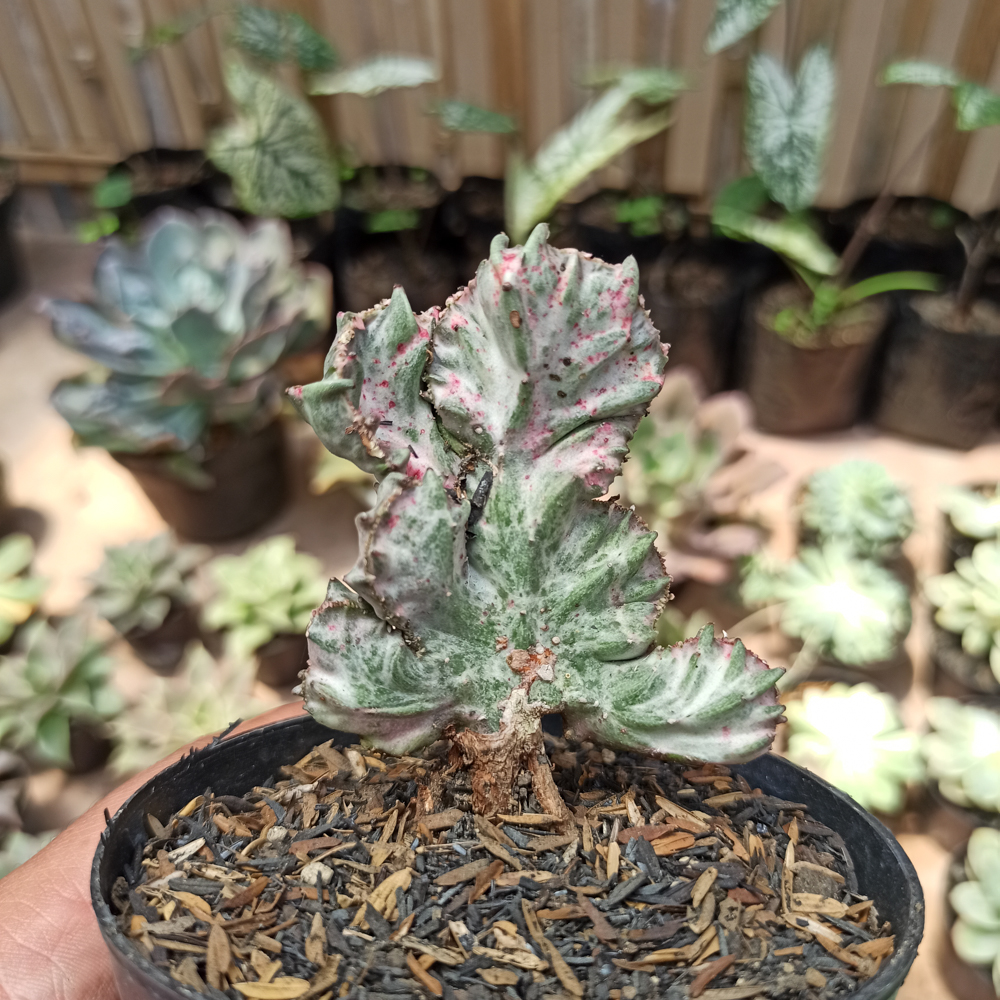 432. Euphorbia White Lactea Cristata Mutation - Image 3