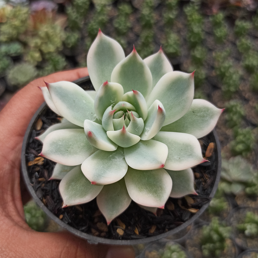 434. Echeveria Shimoyama Colorata Aurea Variegated / Echeveria Chihuahua Aurea Variegated - Image 14