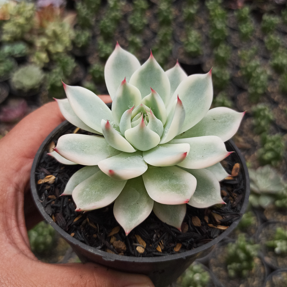 434. Echeveria Shimoyama Colorata Aurea Variegated / Echeveria Chihuahua Aurea Variegated - Image 15