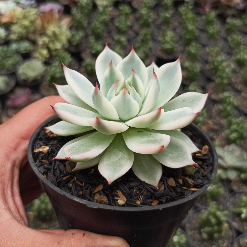 434. Echeveria Shimoyama Colorata Aurea Variegated / Echeveria Chihuahua Aurea Variegated - Image 16