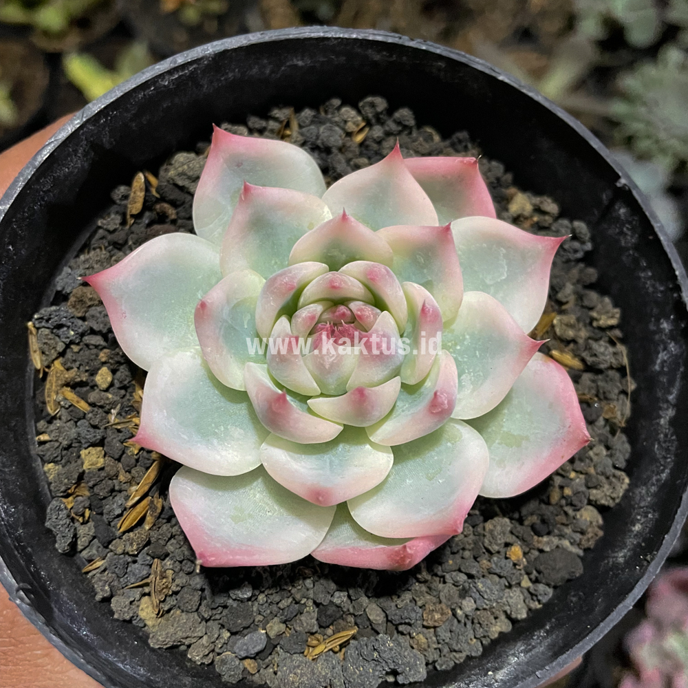 434. Echeveria Shimoyama Colorata Aurea Variegated / Echeveria Chihuahua Aurea Variegated - Image 17