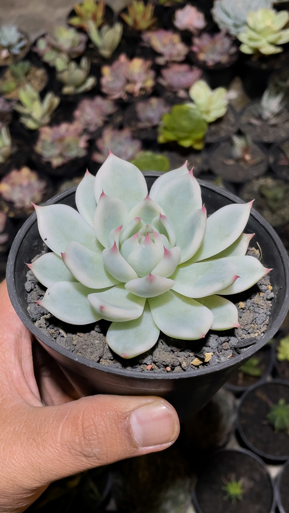 434. Echeveria Shimoyama Colorata Aurea Variegated / Echeveria Chihuahua Aurea Variegated - Image 8