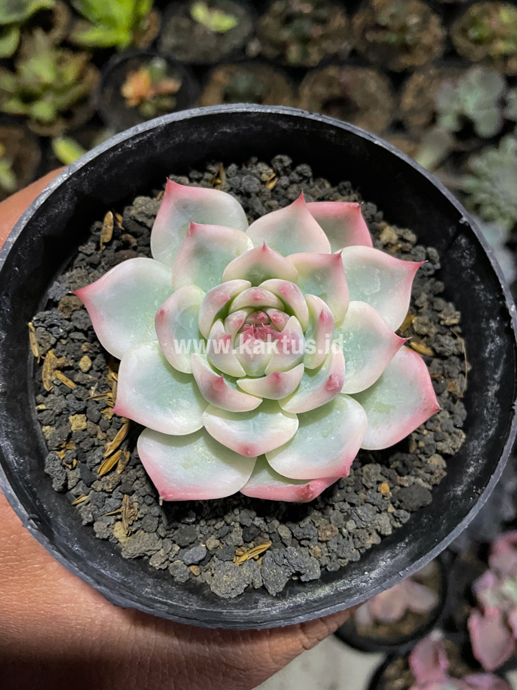 434. Echeveria Shimoyama Colorata Aurea Variegated / Echeveria Chihuahua Aurea Variegated - Image 10