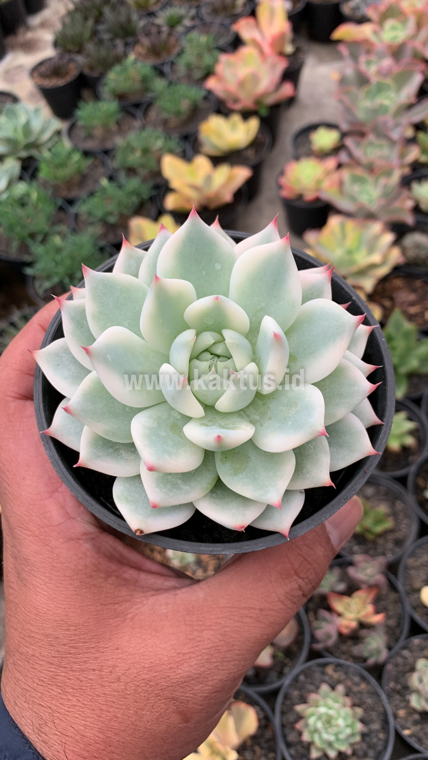 434. Echeveria Shimoyama Colorata Aurea Variegated / Echeveria Chihuahua Aurea Variegated - Image 18