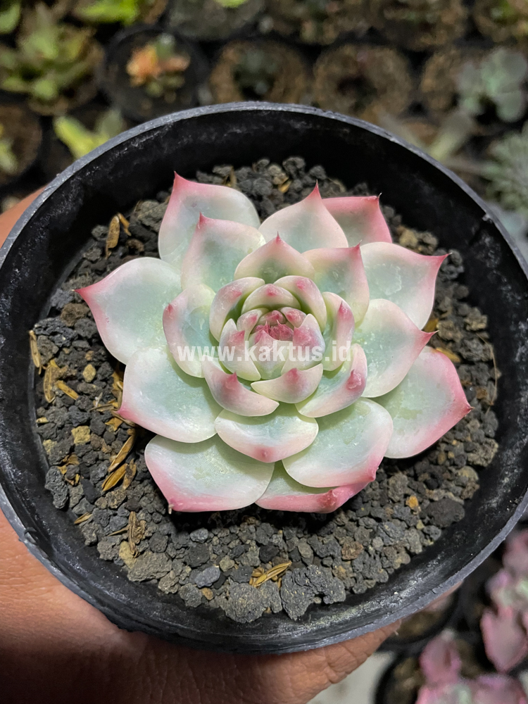 434. Echeveria Shimoyama Colorata Aurea Variegated / Echeveria Chihuahua Aurea Variegated - Image 5
