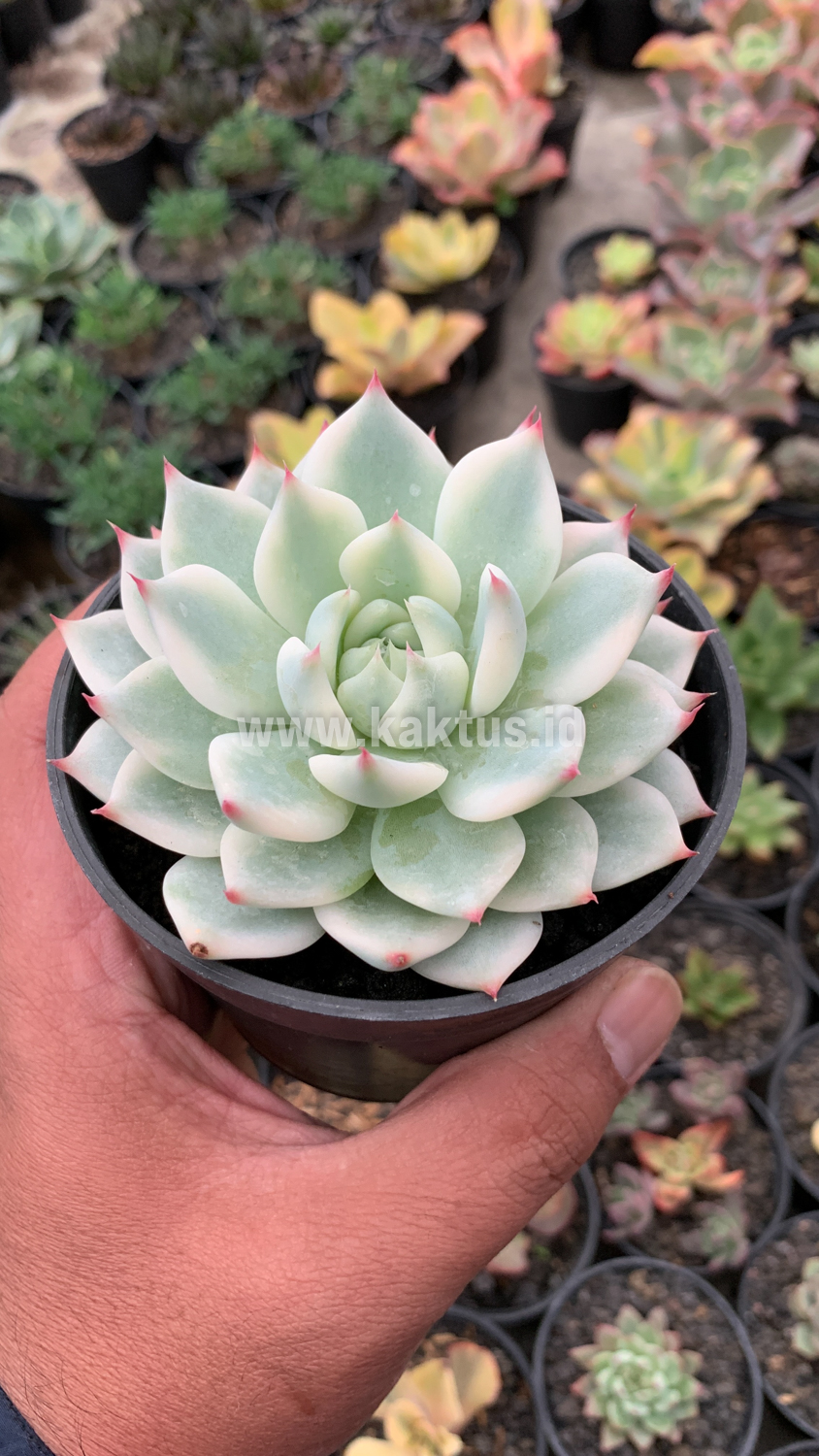 434. Echeveria Shimoyama Colorata Aurea Variegated / Echeveria Chihuahua Aurea Variegated - Image 11