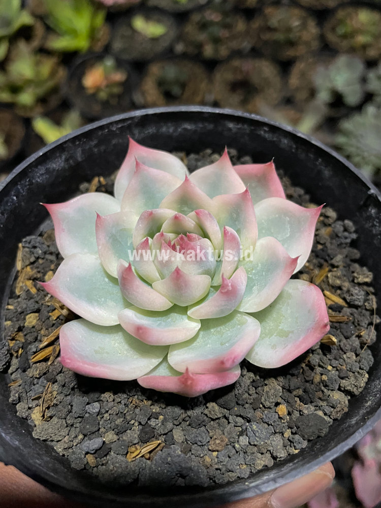 434. Echeveria Shimoyama Colorata Aurea Variegated / Echeveria Chihuahua Aurea Variegated - Image 12