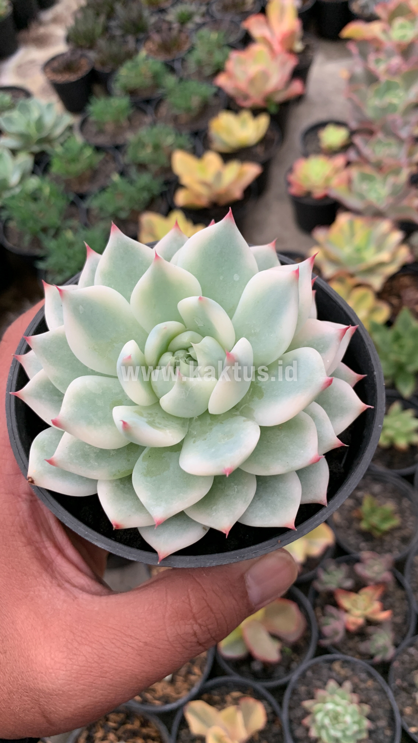 434. Echeveria Shimoyama Colorata Aurea Variegated / Echeveria Chihuahua Aurea Variegated - Image 9