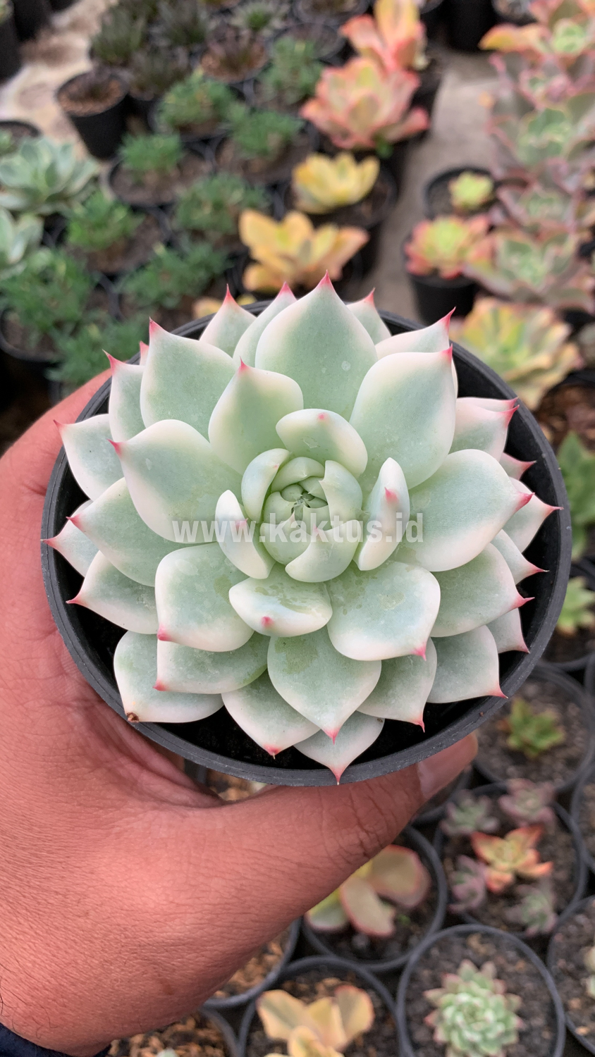 434. Echeveria Shimoyama Colorata Aurea Variegated / Echeveria Chihuahua Aurea Variegated - Image 13