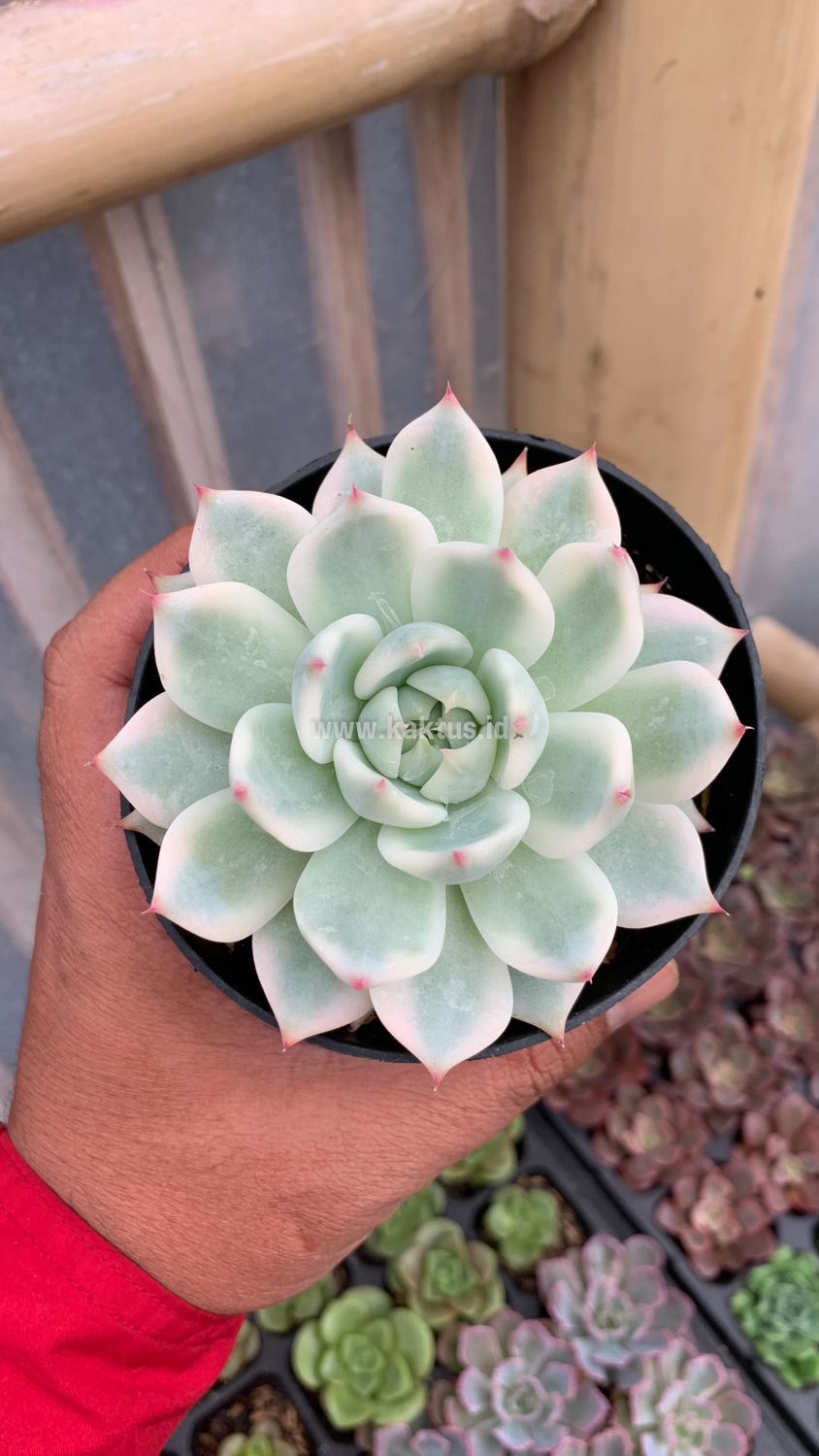 434. Echeveria Shimoyama Colorata Aurea Variegated / Echeveria Chihuahua Aurea Variegated - Image 20