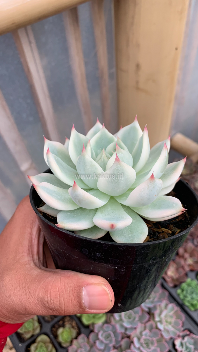 434. Echeveria Shimoyama Colorata Aurea Variegated / Echeveria Chihuahua Aurea Variegated - Image 2