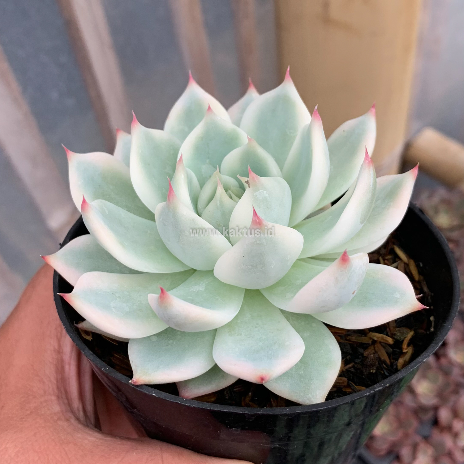 434. Echeveria Shimoyama Colorata Aurea Variegated / Echeveria Chihuahua Aurea Variegated - Image 7