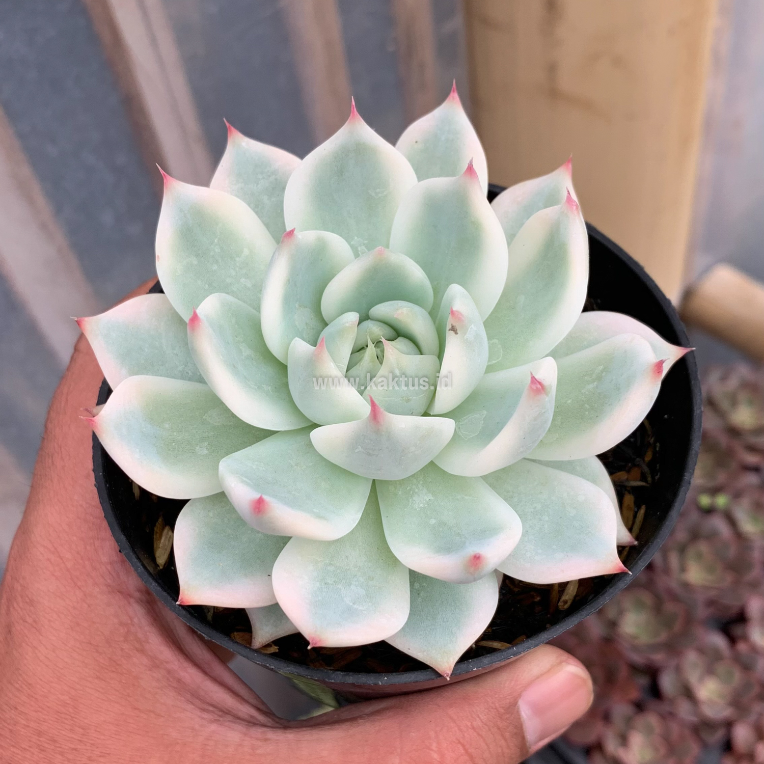 434. Echeveria Shimoyama Colorata Aurea Variegated / Echeveria Chihuahua Aurea Variegated - Image 4